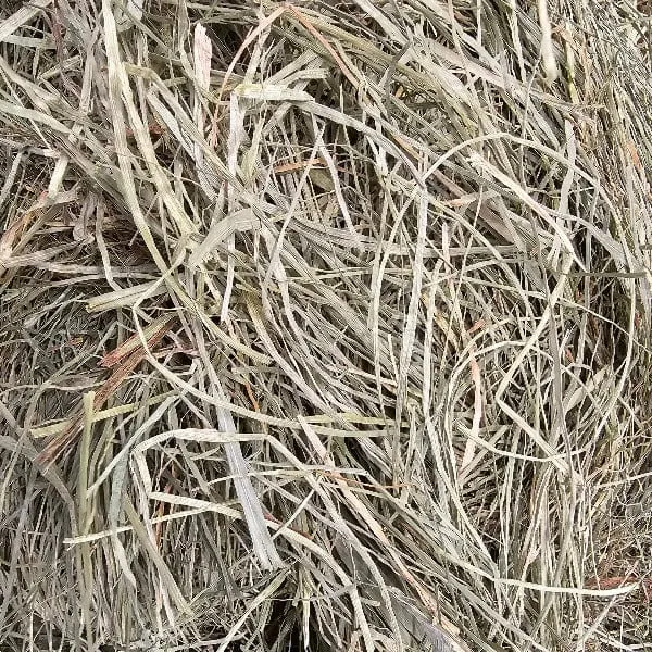 Blue Mountain Hay High-Altitude Orchard Grass Hay